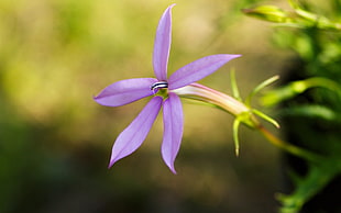 selective focus photography of purple petaled flower