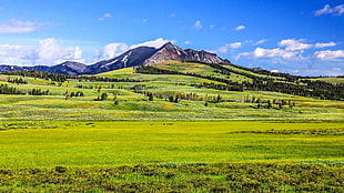 green grass field near mountain under blue sky during daytime, yellowstone HD wallpaper