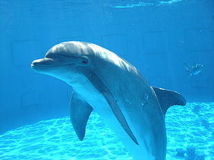 two grey dolphin under water