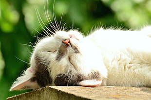 white and black short-fur cat lying on brown surface on focus photo