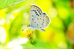 selective focus photography of white and black butterfly on yellow petaled flower during daytime, pale grass blue HD wallpaper