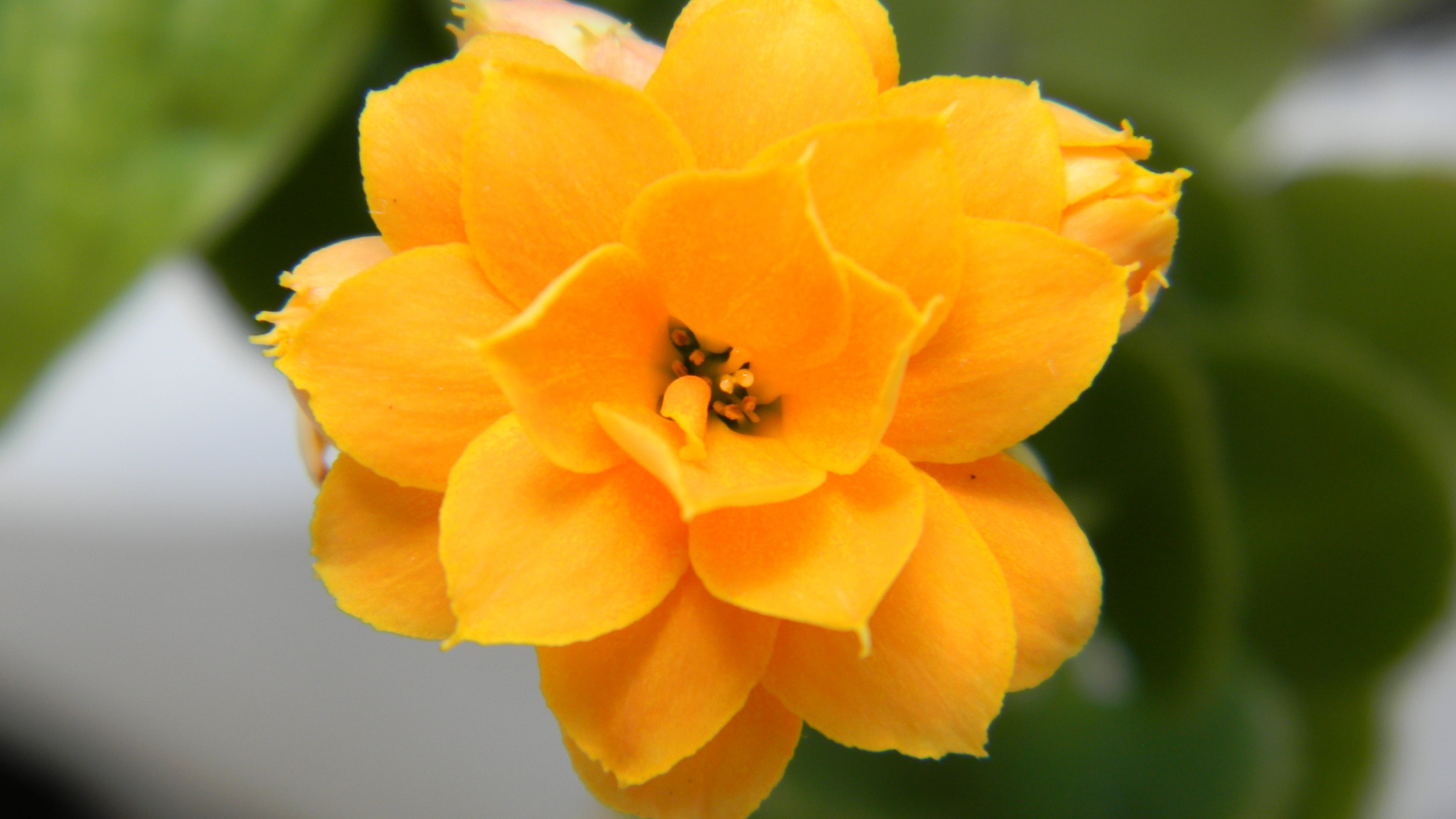 yellow flower in focus photography