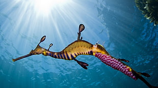 brown and black seahorse, animals, sea, seahorses, underwater HD wallpaper