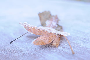 shallow focus photography of brown leaves