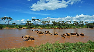 elephant crossing river during daytime