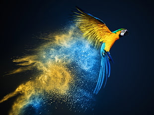 blue and yellow parrot, photo manipulation, parrot, yellow, blue HD wallpaper