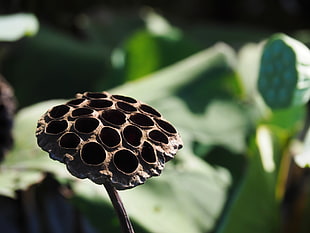 shallow focus photography of brown plant