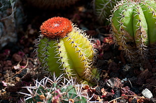 photo of green and red cactus plant HD wallpaper