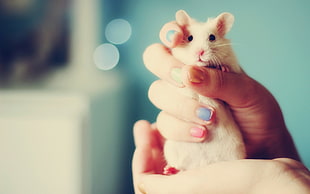 beige hamster, hamster, hands, animals, mice HD wallpaper