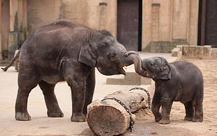 two gray elephants, animals, baby animals, elephant HD wallpaper