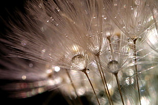 photo of white flowers, dandelion