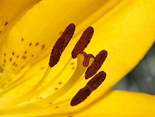 macro photography of yellow petal flower