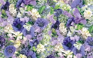 purple and white flowers HD wallpaper