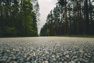 landscape photo of road in the middle of forest during daytime