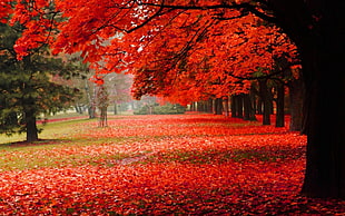 red and white floral area rug, nature, trees, fall, park HD wallpaper