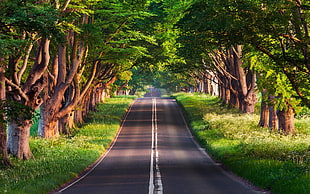 road across green trees, nature, photography HD wallpaper