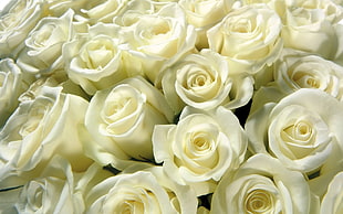 assorted white Roses HD wallpaper