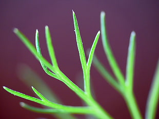 selective-focus photography of green plant, fennel HD wallpaper