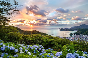 purple clustered flowers, Japan, sunset, cityscape, sea