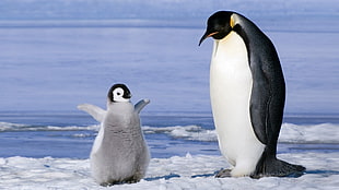 two white-and-black penguins, penguins, birds, baby animals, ice HD wallpaper