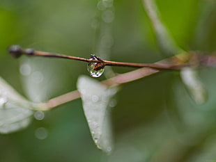 macro photography of green leaf