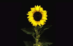 yellow and white petaled flower, sunflowers, flowers, leaves, dark background