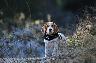 adult tan and white beagle standing on grass HD wallpaper