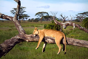 brown female lion, nature, wildlife, lion, sleeping