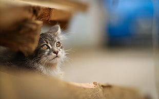 long fur gray cat