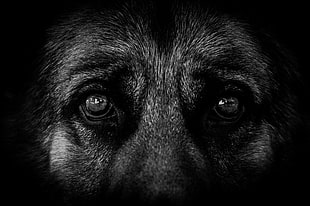 close-up photo of animal, dog, eyes, German Shepherd HD wallpaper