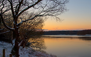 bare tree, nature, forest, river, sunset