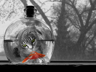 grayscale photo of kitten catching up red pet fish HD wallpaper