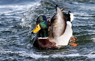 green and brown Mallard duck on body of water HD wallpaper