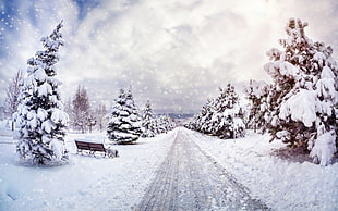 brown wooden bench, winter