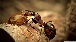 red and black ant, ants