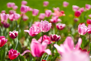 selective focus of bed of pink petaled flower