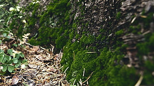 green leaf plant, macro, moss, closeup, nature HD wallpaper