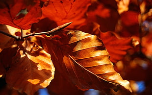 photography of leafed tree