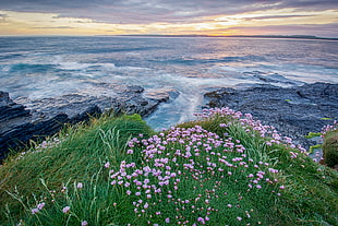 landscape photography of ocean near green grass with white flowers during golden hour HD wallpaper