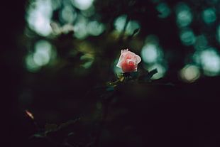 pink rose, Rose, Bud, Petals HD wallpaper