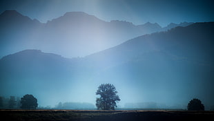 green leafed tree, mist, trees