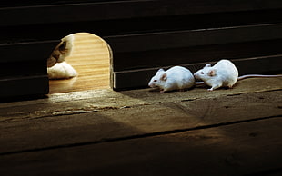 two white mice, nature, animals, cat, mice HD wallpaper