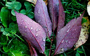 purple-colored leaves HD wallpaper