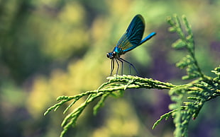 teal and black damselfly on green tree during daytime HD wallpaper