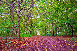 dry leaf under green trees HD wallpaper