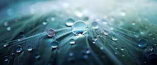 photography of water drops on green surface HD wallpaper