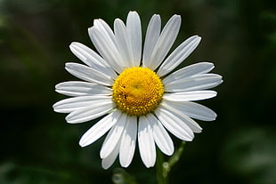 selective photography of white Daisy flower, marguerite HD wallpaper