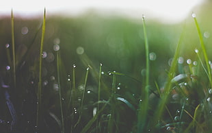 macro photography of dew drops forming on grass blades