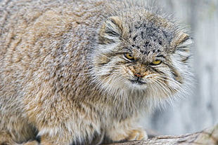 long-coated brown cat, animals, cat, wild cat, Pallas Cat HD wallpaper