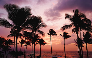 silhouette of coconut trees during golden hour